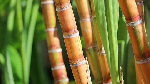 Sugarcane 