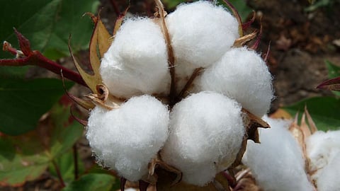 Cotton
