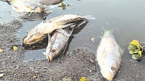 Panchganga River