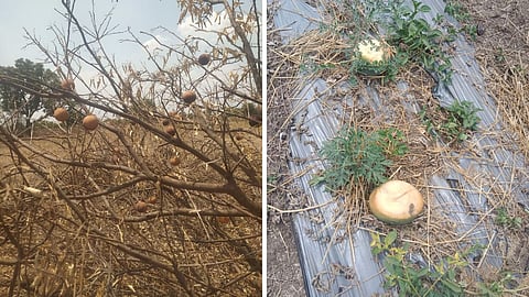 Crop Damage
