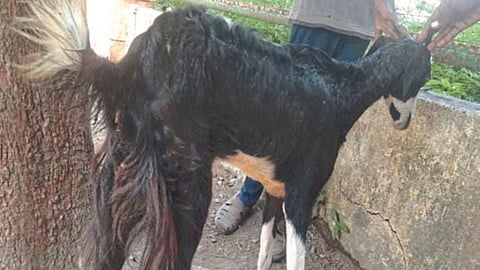 Animal Care 