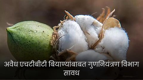 Cotton