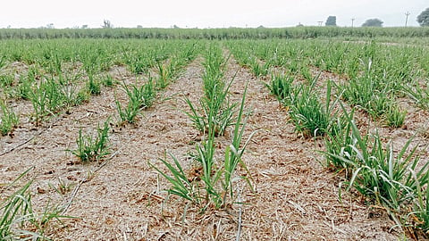 Agriculture