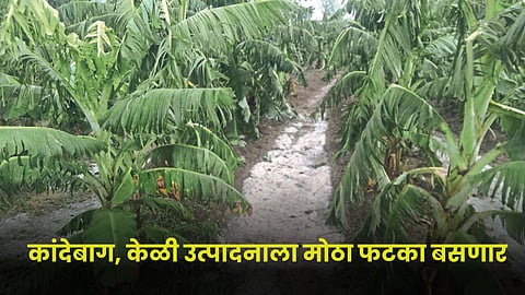 Banana Orchard