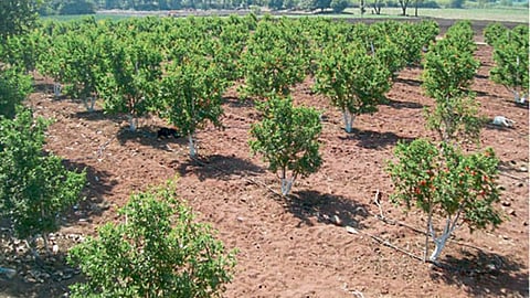 Orchard Farming 