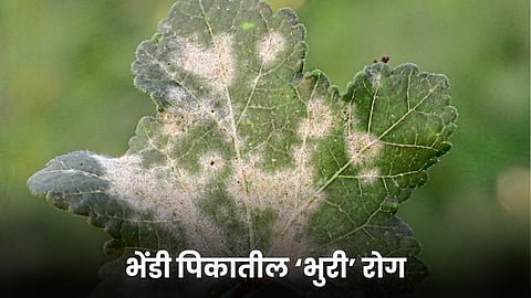 Okra Disease 