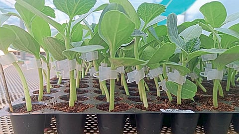 Grafting Plants