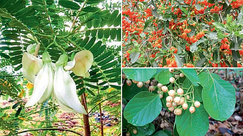 Indigenous Plants