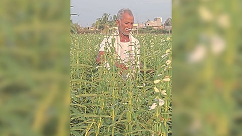 Sesame Sowing 