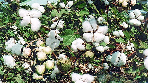 Cotton 