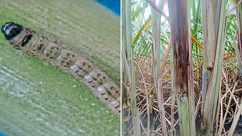 Sugarcane Disease