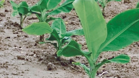Banana 