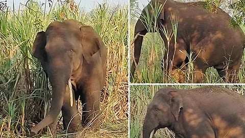 Tusker Attack Farmers