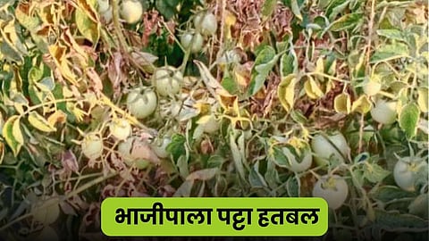 Crop Issue on Summer