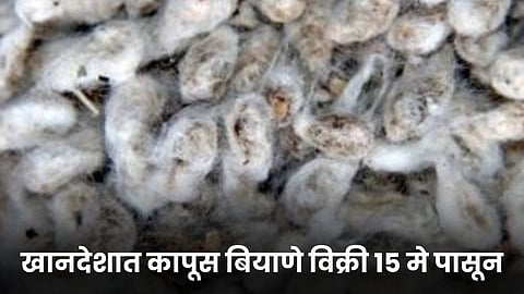 Cotton Seeds