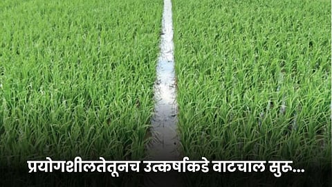 Paddy Farming