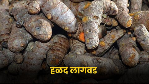 Turmeric