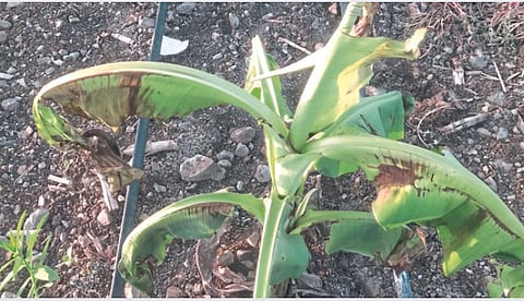 Banana Crop