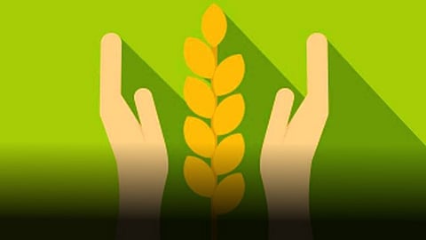 Crop Insurance