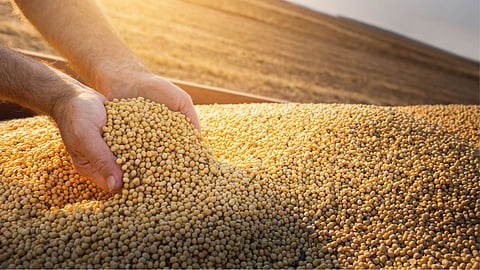 Soybean