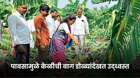 Banana Crop Damage