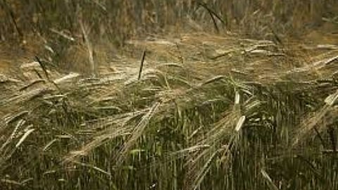 Unseasonal rain