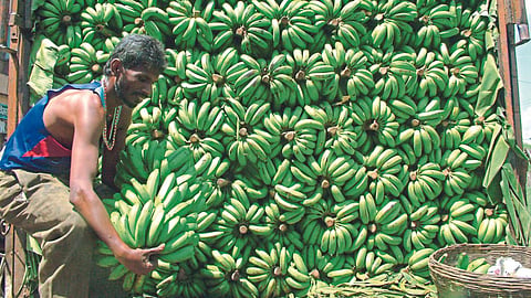 Banana Market