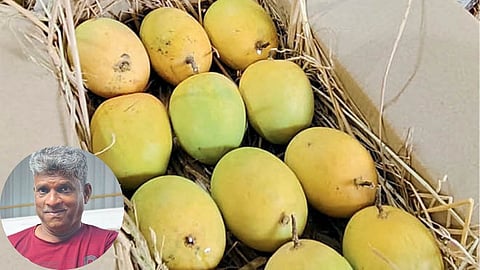 Mango Farming