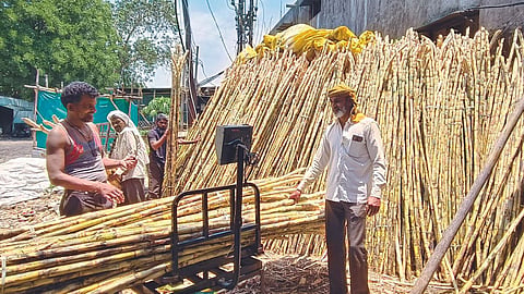Sugarcane 