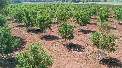 Orchard