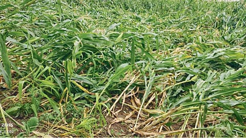Crop Damage 