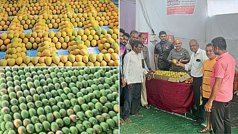Mango