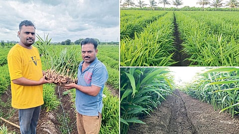 Ginger Farming