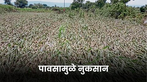 Crop Damage