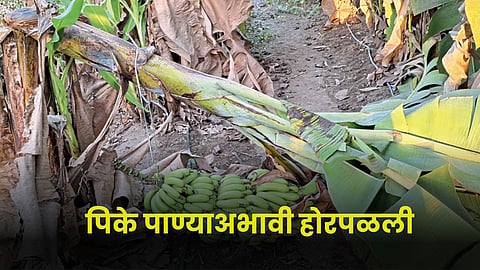 Crop Damage