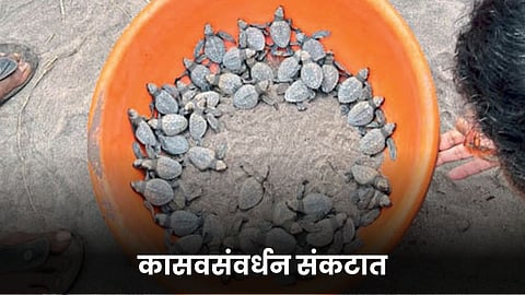 Turtle Conservation 