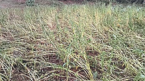 Crop Damage 