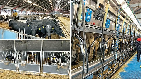 Dairy Farm