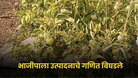 Vegetable Farming 