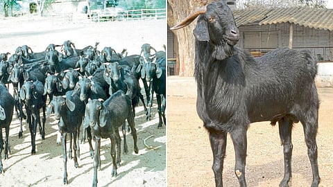 Goat Farming