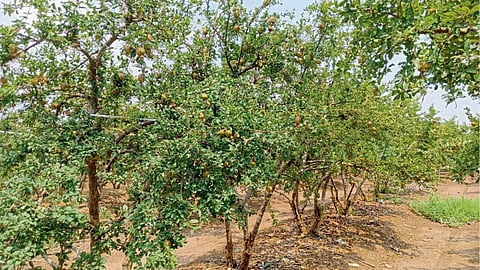 Pomegranate Farming