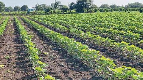 Cotton Cultivation