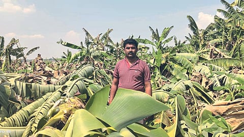 Crop Damage
