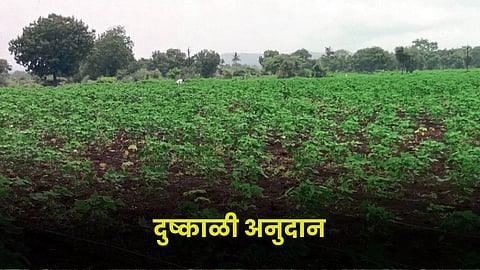 Drought Subsidy