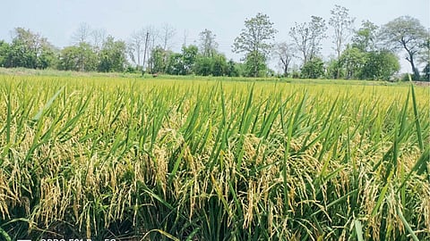 Paddy Farming