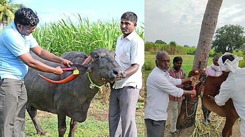 Animal Ear Tagging