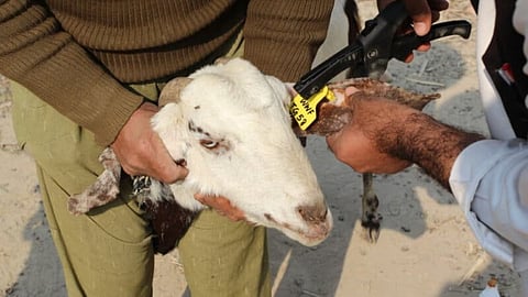 Goats & Sheep Ear Tagging