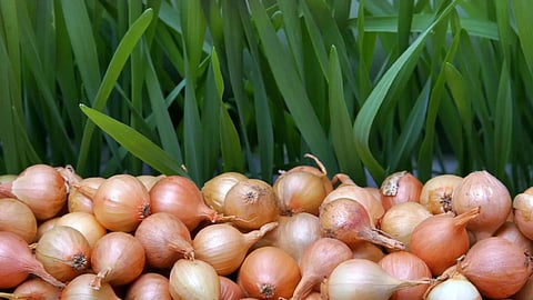 Onion