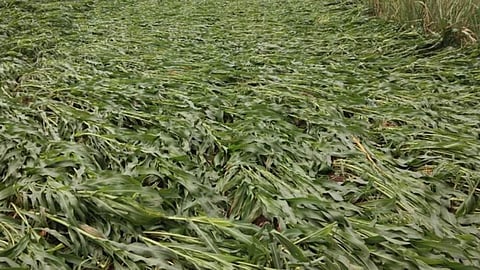 Crop Damage