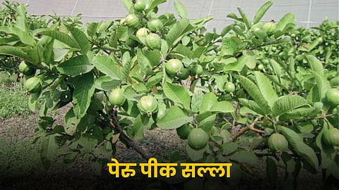 Guava Orchard